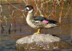 Speculanas specularis