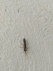 Mantoida maya