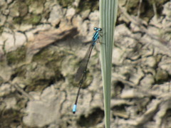 Acanthagrion trilobatum