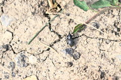 Sphenophorus striatopunctatus