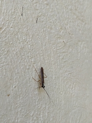 Mantoida maya