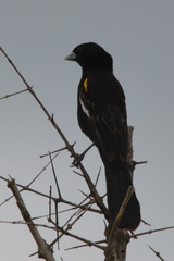 Euplectes albonotatus