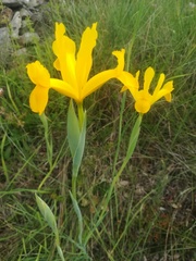 Iris xiphium lusitanica