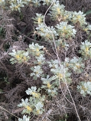 Astragalus microcephalus
