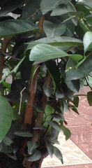 Citrus × aurantiifolia