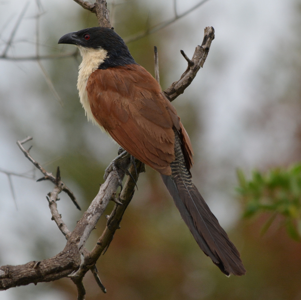 Burchell's Coucal photo