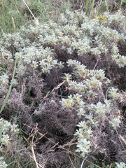 Astragalus microcephalus