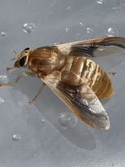 Goniops chrysocoma