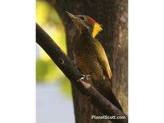 Picus chlorolophus