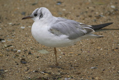 Chroicocephalus ridibundus
