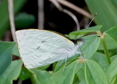 Leptophobia aripa aripa