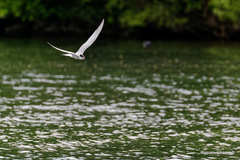 Sterna hirundo