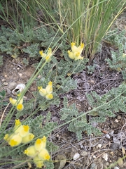 Astragalus vulnerariae