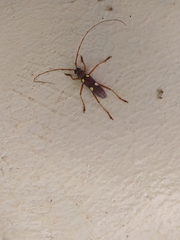 Eburia pedestris