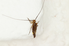 Cerastipsocus