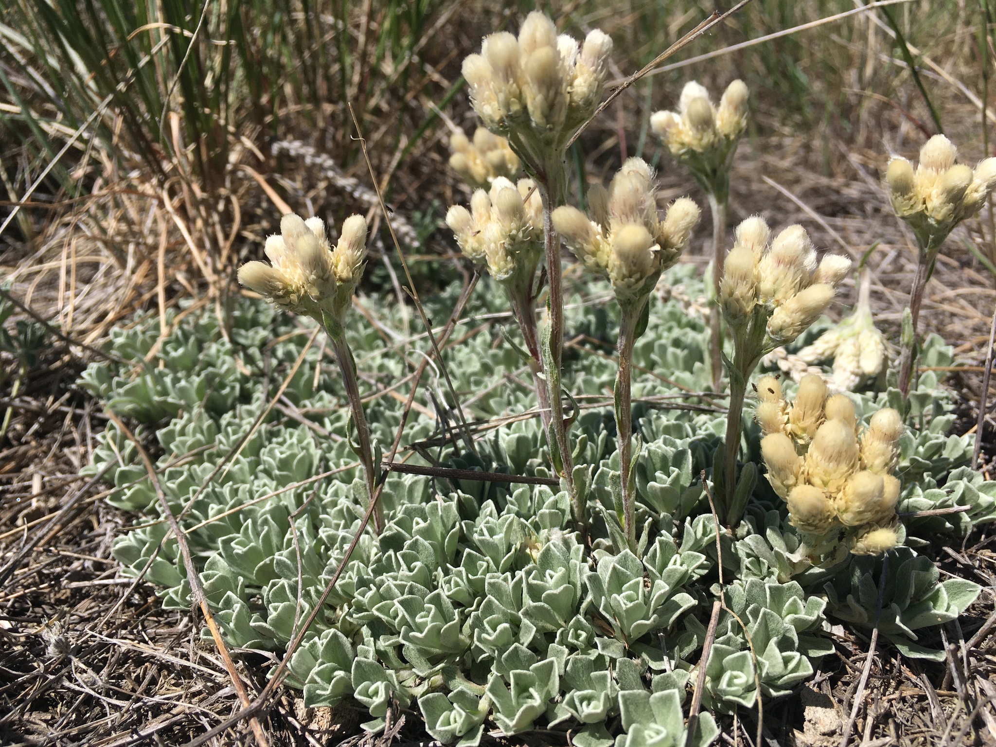 Antennaria parvifolia