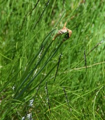 Narcissus bulbocodium