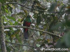 Pharomachrus auriceps