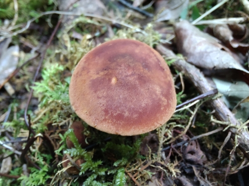 Orange Faint Foot Mushroom