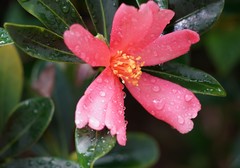 Camellia azalea