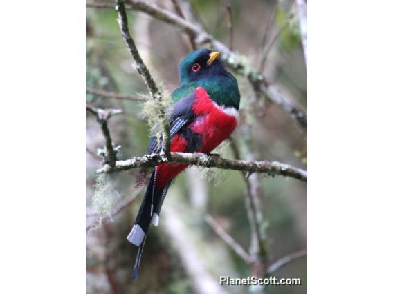 Trogon personatus image