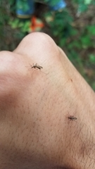 Aedes atlanticus