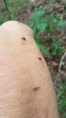 Aedes atlanticus