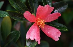 Camellia azalea