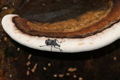 Tophoderes annulatus