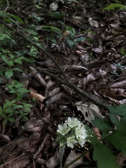 Hydrophyllum macrophyllum