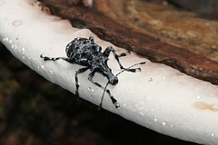 Tophoderes annulatus