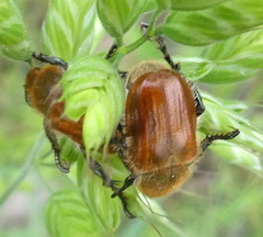 Anisopliina
