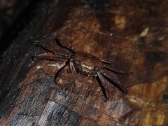 Glyptograpsus impressus