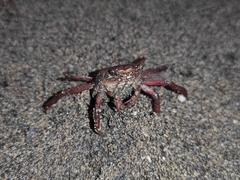 Glyptograpsus impressus