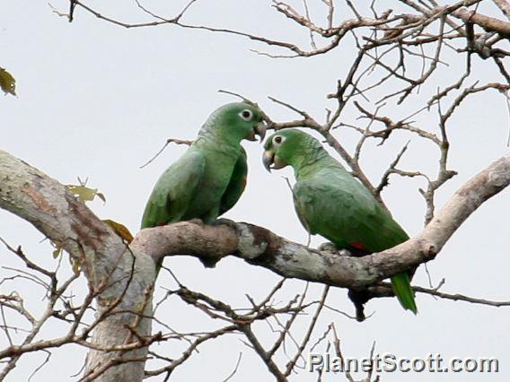 Amazona farinosa image