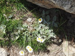 Pilosella pseudovahlii