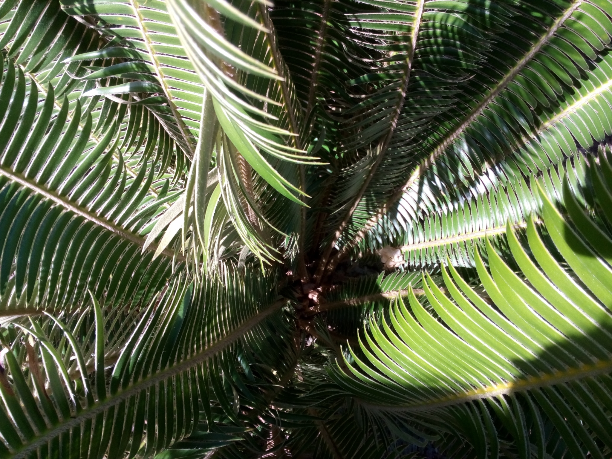 Dioon stevensonii