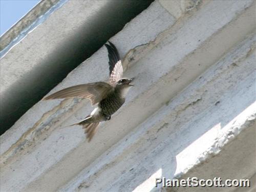 Pacific Swift