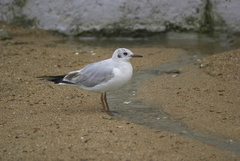 Chroicocephalus ridibundus