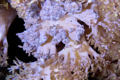 Conglomeratusclera