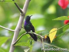 Polyerata rosenbergi