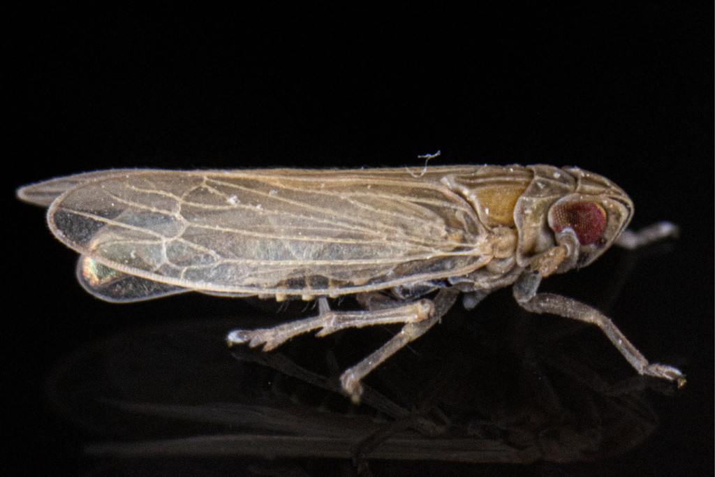 Prokelisia