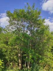 Robinia pseudoacacia