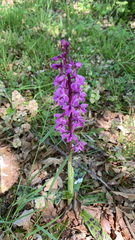 Orchis mascula