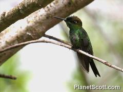 Heliodoxa leadbeateri