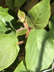 Actinidiaceae