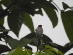 Zimmerius albigularis