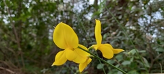 Spartium junceum