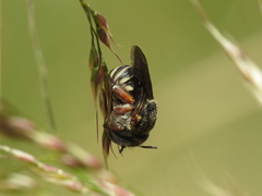 Afranthidium