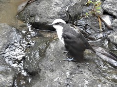 Cinclus leucocephalus